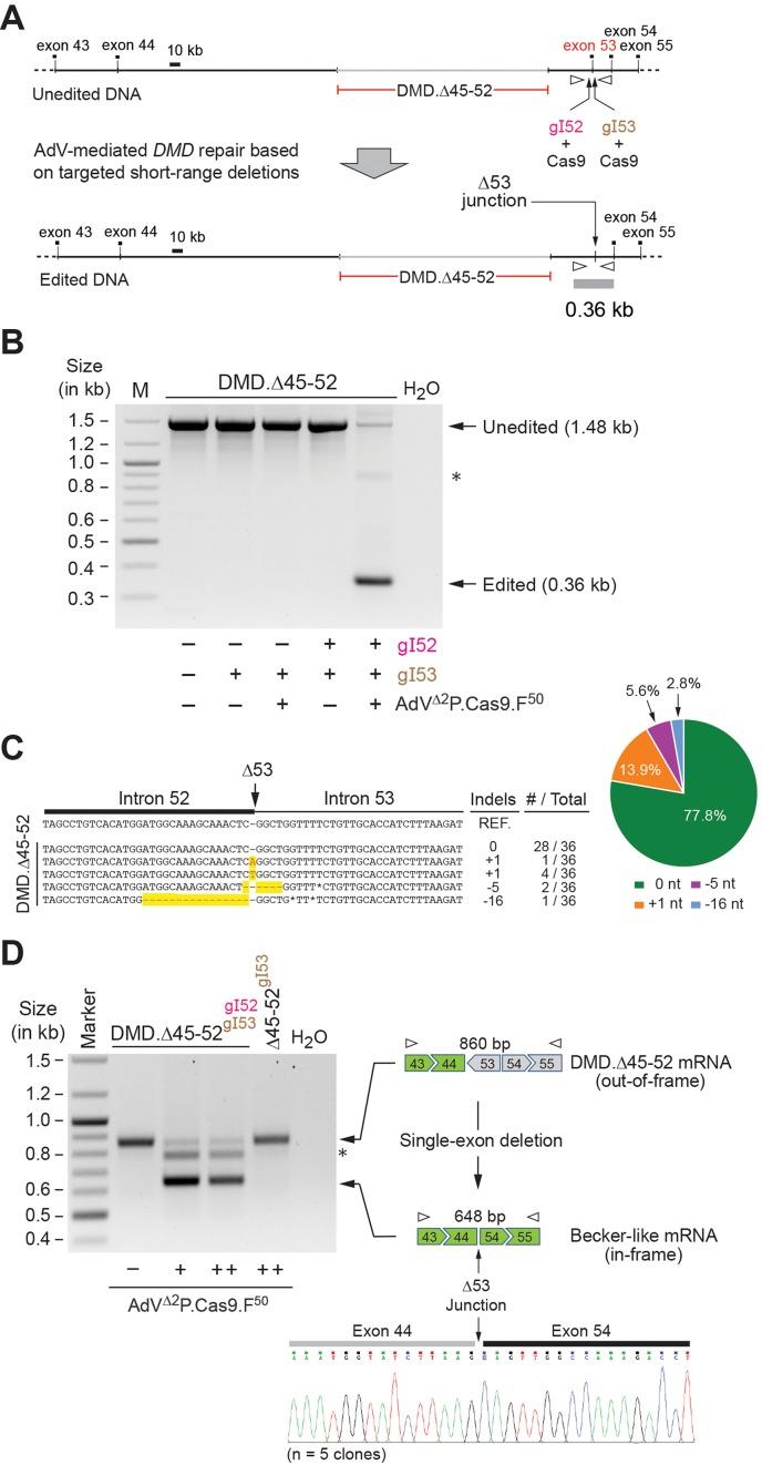 https://cdn.ncbi.nlm.nih.gov/pmc/blobs/ebb7/4756843/4d73d8580778/gkv1540fig6.jpg