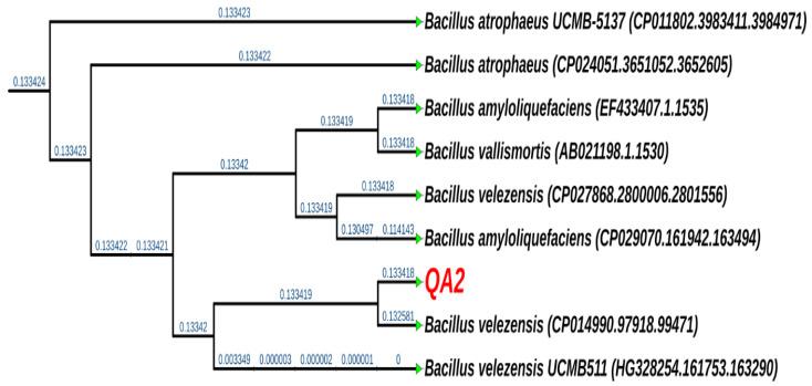 https://cdn.ncbi.nlm.nih.gov/pmc/blobs/ebb9/9505587/d58c22666990/microorganisms-10-01836-g004.jpg