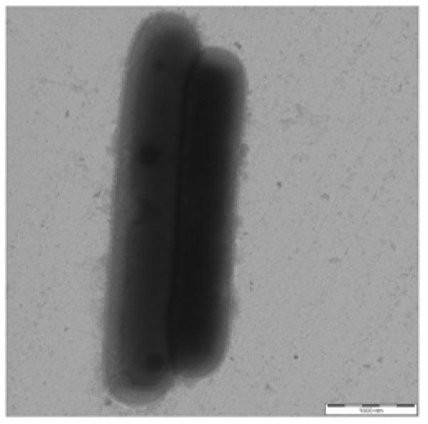 https://cdn.ncbi.nlm.nih.gov/pmc/blobs/ebbb/3231920/a1aaad3480f4/1475-2859-10-S1-S13-3.jpg