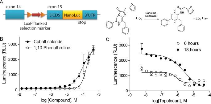https://cdn.ncbi.nlm.nih.gov/pmc/blobs/ebbc/4884984/bf3fb3f25d21/oncotarget-07-8172-g001.jpg