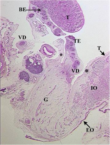 https://cdn.ncbi.nlm.nih.gov/pmc/blobs/ebbc/5686796/2459b4b7ae9d/12610_2017_65_Fig4_HTML.jpg