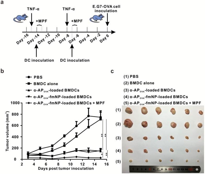 https://cdn.ncbi.nlm.nih.gov/pmc/blobs/ebbd/5039339/792d4f2a7f2e/thnov06p2000g006.jpg