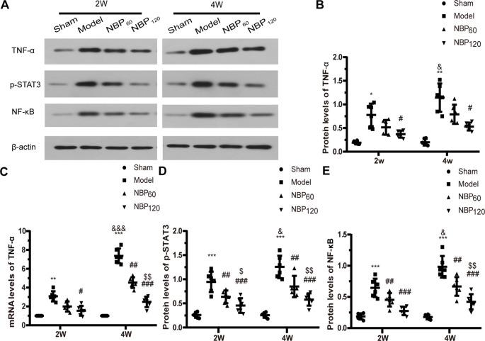 https://cdn.ncbi.nlm.nih.gov/pmc/blobs/ebbd/7296049/a7b71941a7cf/fnagi-12-00137-g0006.jpg