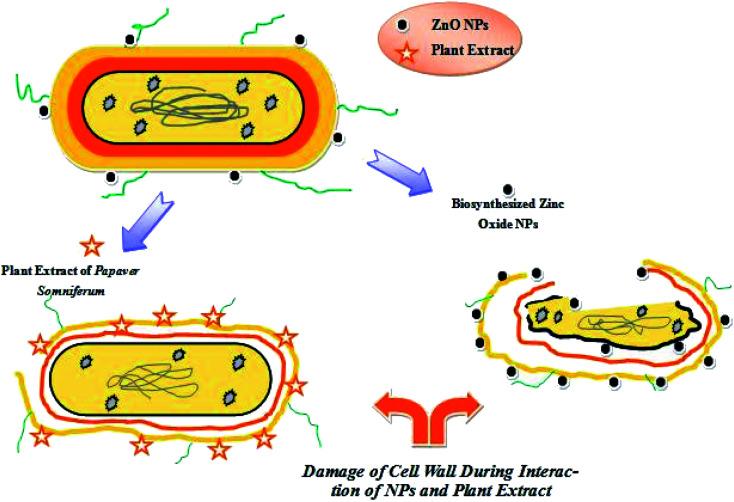 https://cdn.ncbi.nlm.nih.gov/pmc/blobs/ebbd/9071912/257181a67981/c9ra04424h-f10.jpg