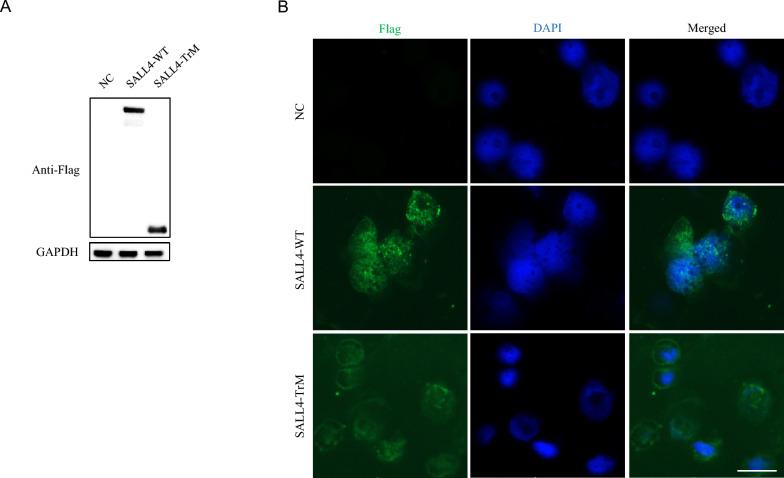 https://cdn.ncbi.nlm.nih.gov/pmc/blobs/ebc4/12145589/71079ebe5403/13023_2025_3833_Fig2_HTML.jpg