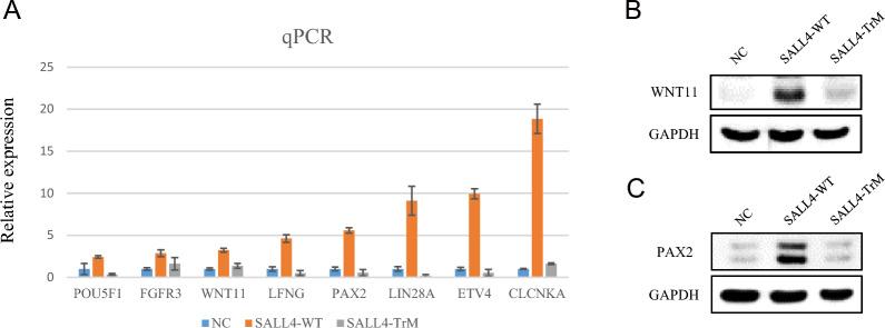 https://cdn.ncbi.nlm.nih.gov/pmc/blobs/ebc4/12145589/9adbc29744a1/13023_2025_3833_Fig4_HTML.jpg