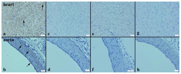 https://cdn.ncbi.nlm.nih.gov/pmc/blobs/ebc8/10760592/e242f4974fe0/turkjmedsci-53-6-1582f4.jpg