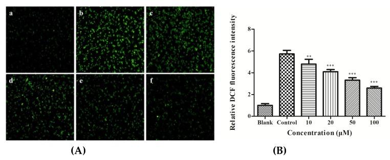https://cdn.ncbi.nlm.nih.gov/pmc/blobs/ebcf/6412572/adcb0b9f4509/nutrients-11-00392-g002.jpg