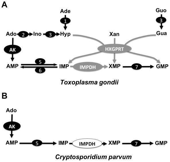 https://cdn.ncbi.nlm.nih.gov/pmc/blobs/ebd1/2919388/b71c4ad0cc07/pntd.0000794.g001.jpg