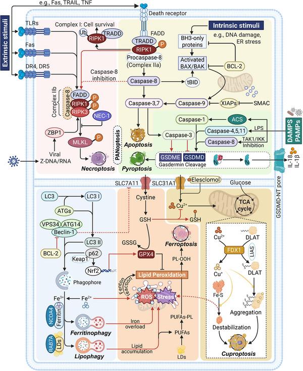https://cdn.ncbi.nlm.nih.gov/pmc/blobs/ebd4/12399603/07ae45cf368b/MCO2-6-e70357-g001.jpg