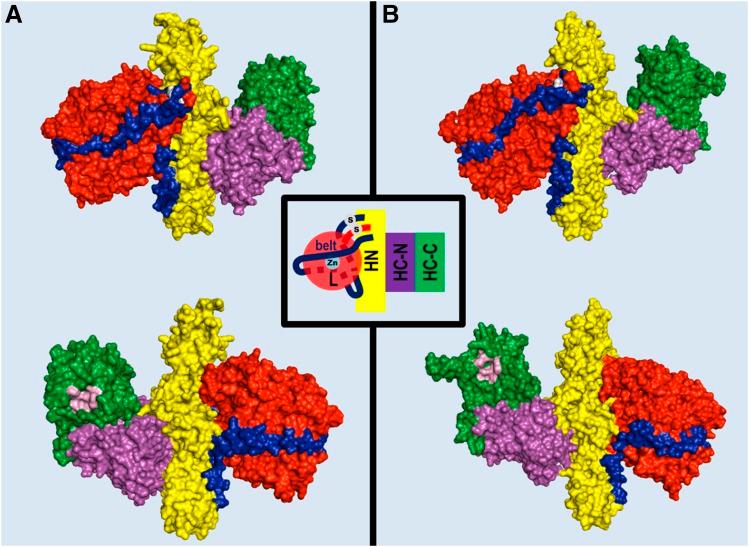 https://cdn.ncbi.nlm.nih.gov/pmc/blobs/ebd5/5394922/99608242df31/pr.116.012658f1.jpg