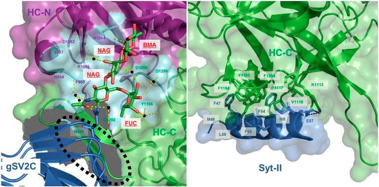 https://cdn.ncbi.nlm.nih.gov/pmc/blobs/ebd5/5394922/f2e585d2ceef/pr.116.012658f5.jpg