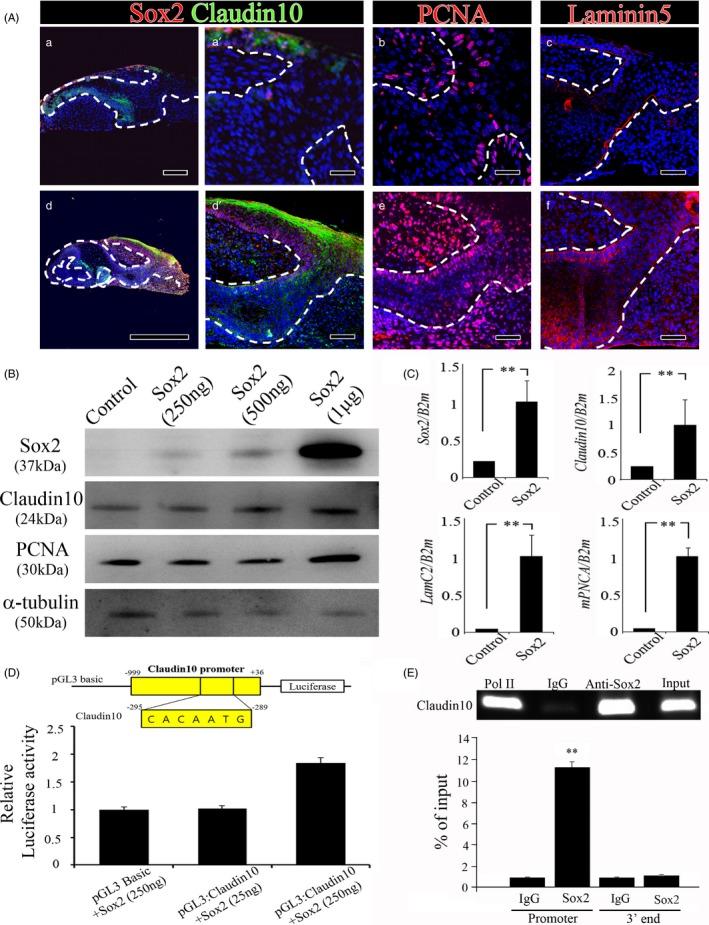 https://cdn.ncbi.nlm.nih.gov/pmc/blobs/ebd5/6985665/4570fe93ef76/CPR-53-e12729-g005.jpg