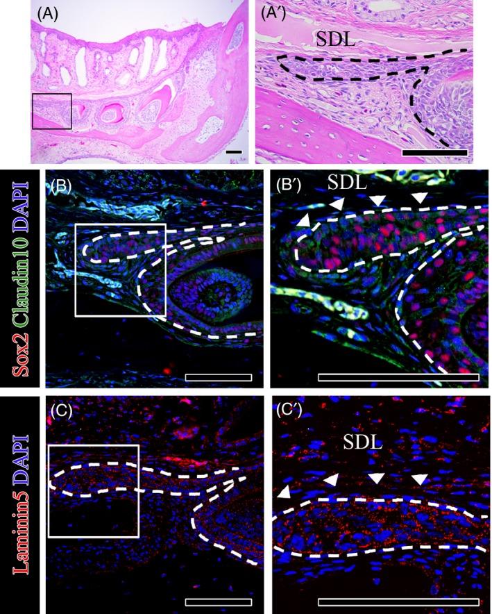 https://cdn.ncbi.nlm.nih.gov/pmc/blobs/ebd5/6985665/8e0e7fb9d6d6/CPR-53-e12729-g002.jpg