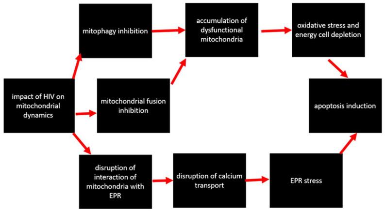 https://cdn.ncbi.nlm.nih.gov/pmc/blobs/ebd9/10093108/33b2a755a9da/cells-12-01072-g005.jpg