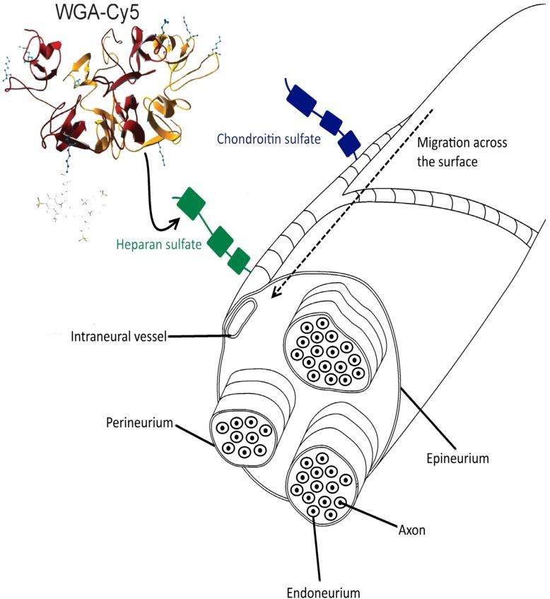 https://cdn.ncbi.nlm.nih.gov/pmc/blobs/ebd9/6271788/1fe33f33e5cf/molecules-19-09876-g005.jpg