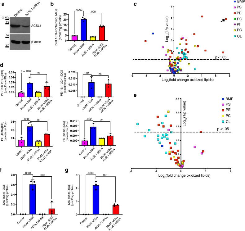 https://cdn.ncbi.nlm.nih.gov/pmc/blobs/ebda/8046803/65360563201f/41467_2021_22471_Fig7_HTML.jpg
