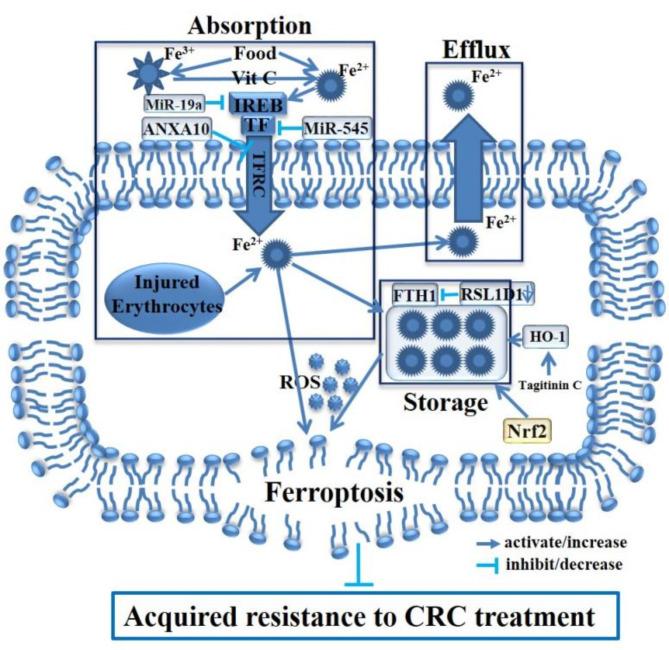 https://cdn.ncbi.nlm.nih.gov/pmc/blobs/ebdc/11846473/ab4611694461/12935_2025_3641_Fig1_HTML.jpg