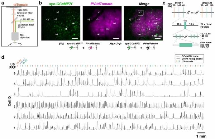 https://cdn.ncbi.nlm.nih.gov/pmc/blobs/ebe7/11381926/a0b95ef5643d/jnead731cf5_hr.jpg