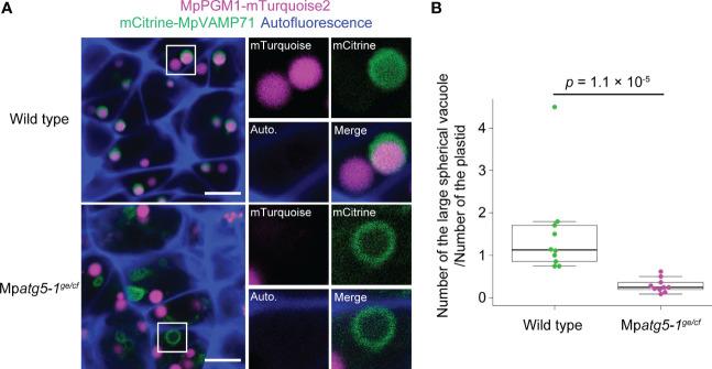 https://cdn.ncbi.nlm.nih.gov/pmc/blobs/ebe9/9947651/d17d0cf237d3/fpls-14-1101983-g004.jpg