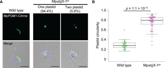https://cdn.ncbi.nlm.nih.gov/pmc/blobs/ebe9/9947651/f90c44495998/fpls-14-1101983-g002.jpg