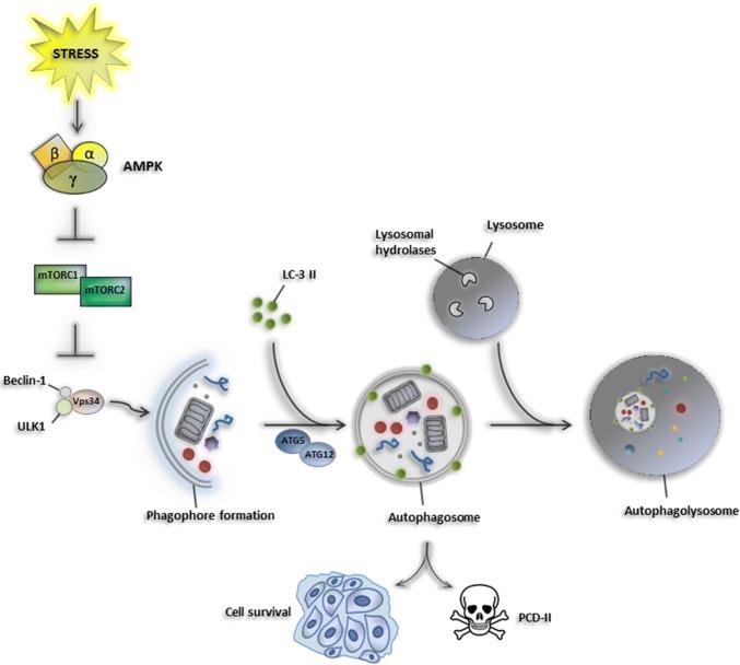 https://cdn.ncbi.nlm.nih.gov/pmc/blobs/ebf4/11105486/6f062973049e/18_2018_2973_Fig1_HTML.jpg