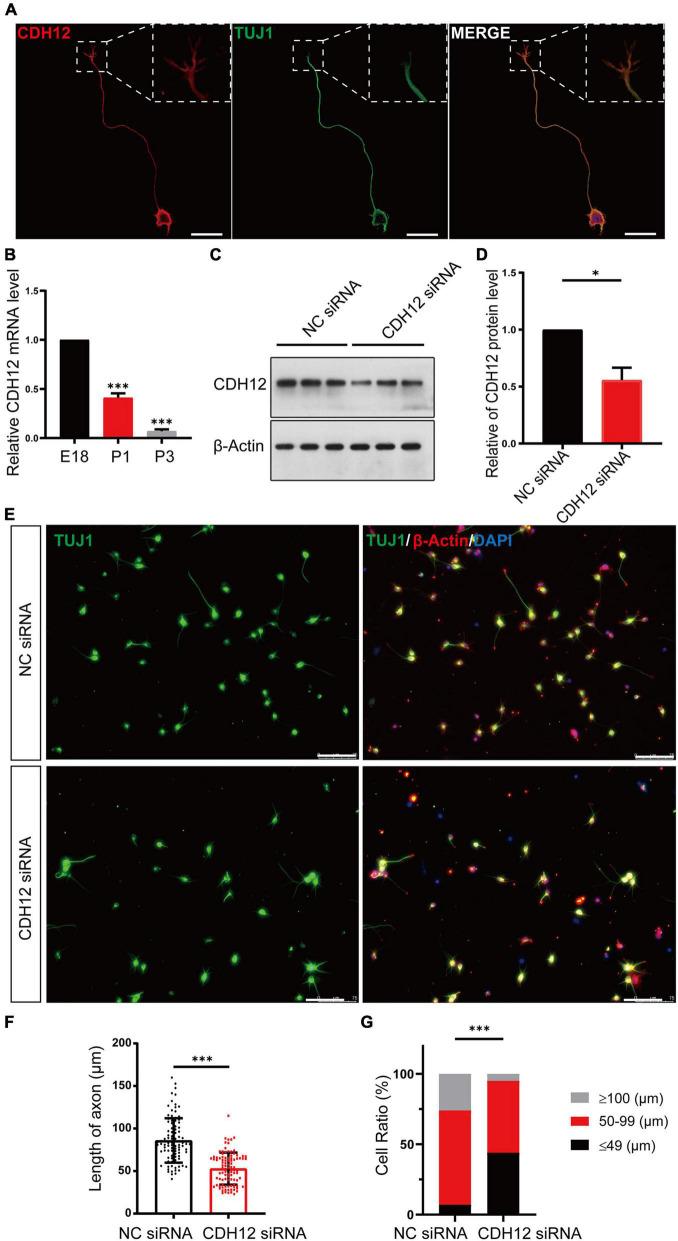 https://cdn.ncbi.nlm.nih.gov/pmc/blobs/ebf4/8606577/0ceae250e799/fcell-09-768970-g001.jpg