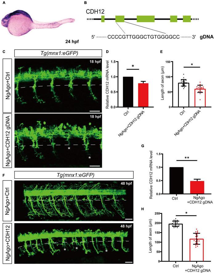 https://cdn.ncbi.nlm.nih.gov/pmc/blobs/ebf4/8606577/53c6cfbaa56f/fcell-09-768970-g005.jpg