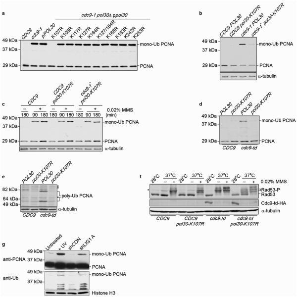 https://cdn.ncbi.nlm.nih.gov/pmc/blobs/ebf6/2799194/1be3848d0908/nihms-159156-f0005.jpg
