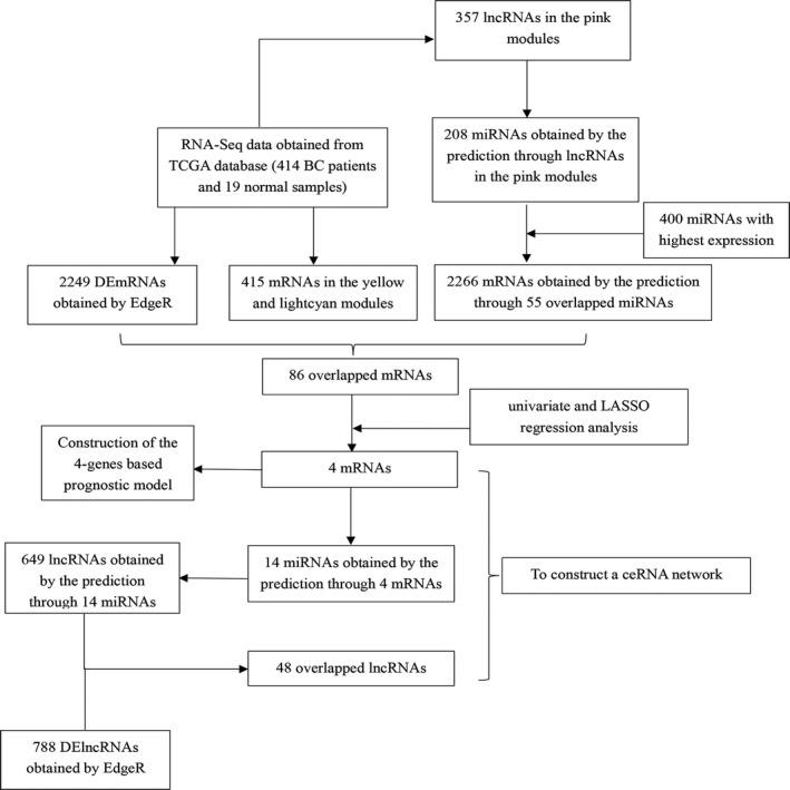https://cdn.ncbi.nlm.nih.gov/pmc/blobs/ebf7/7205833/034afffe7fc4/JCMM-24-5375-g001.jpg