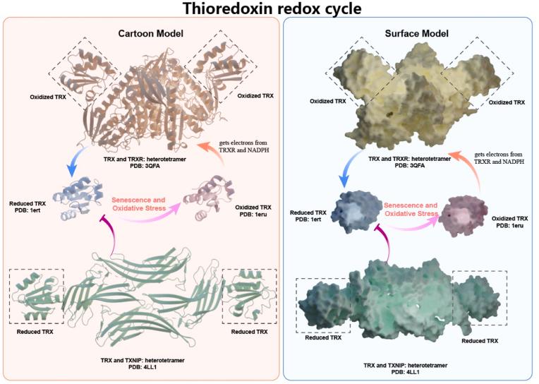 https://cdn.ncbi.nlm.nih.gov/pmc/blobs/ebf9/10827563/299d3530d851/gr1.jpg
