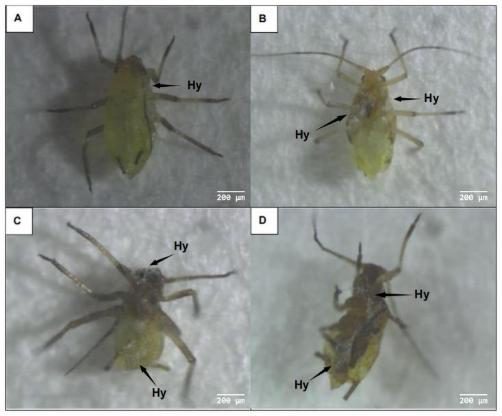 https://cdn.ncbi.nlm.nih.gov/pmc/blobs/ebfe/10673062/e81898ea1424/microorganisms-11-02788-g004.jpg