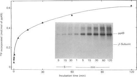 https://cdn.ncbi.nlm.nih.gov/pmc/blobs/ec00/1151316/420d256521e9/biochemj00154-0229-b.jpg