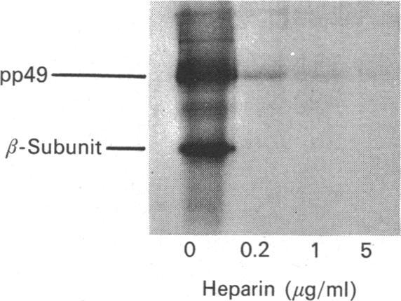 https://cdn.ncbi.nlm.nih.gov/pmc/blobs/ec00/1151316/edfd5d8f0dc2/biochemj00154-0229-a.jpg