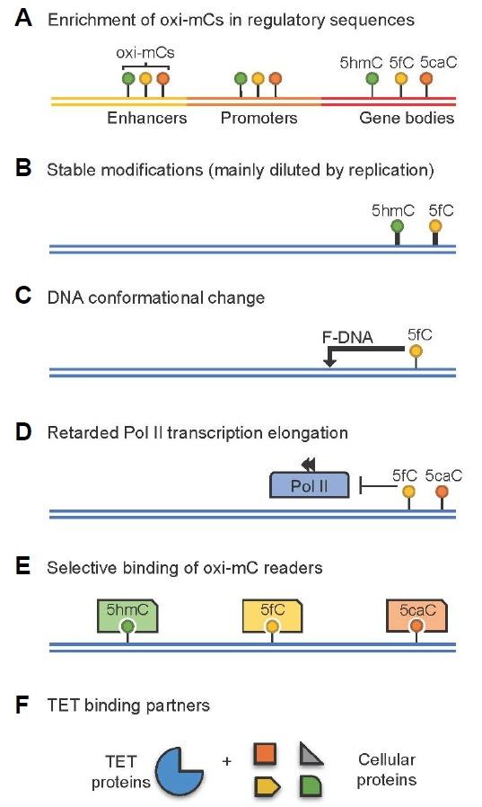 https://cdn.ncbi.nlm.nih.gov/pmc/blobs/ec00/4673406/508749a22b68/molce-38-11-925f3.jpg