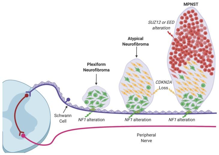 https://cdn.ncbi.nlm.nih.gov/pmc/blobs/ec00/7140867/1aa17477b2d5/genes-11-00287-g001.jpg