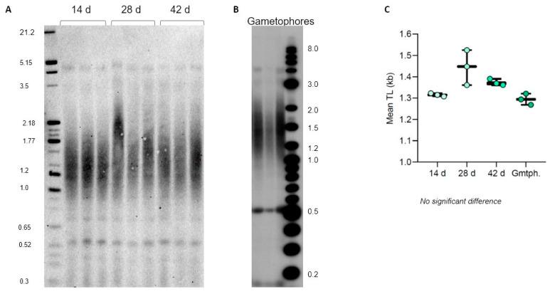 https://cdn.ncbi.nlm.nih.gov/pmc/blobs/ec01/10856949/972abf3cbb98/plants-13-00387-g006.jpg