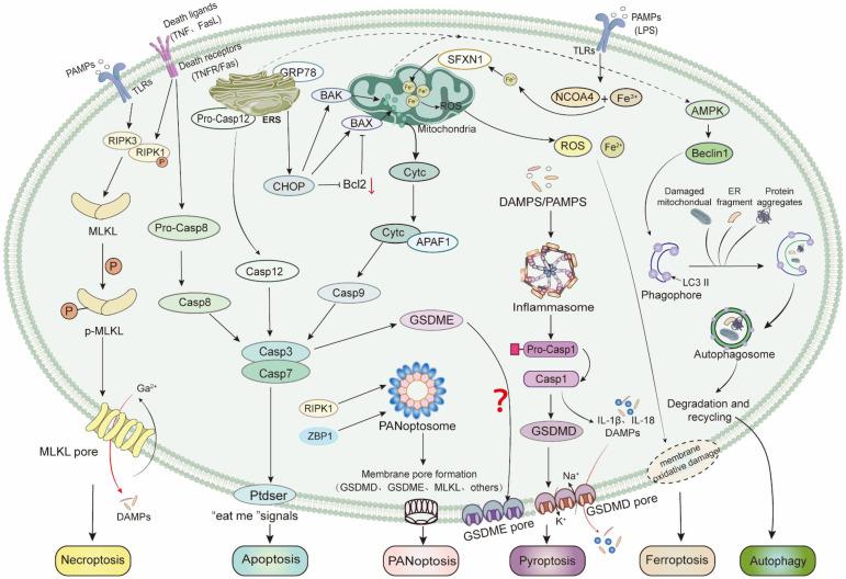 https://cdn.ncbi.nlm.nih.gov/pmc/blobs/ec01/12160516/d4ec17ce1704/ijbsv21p3478g003.jpg