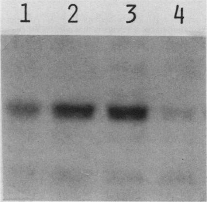 https://cdn.ncbi.nlm.nih.gov/pmc/blobs/ec05/362447/f7657341d71c/molcellb00057-0283-b.jpg
