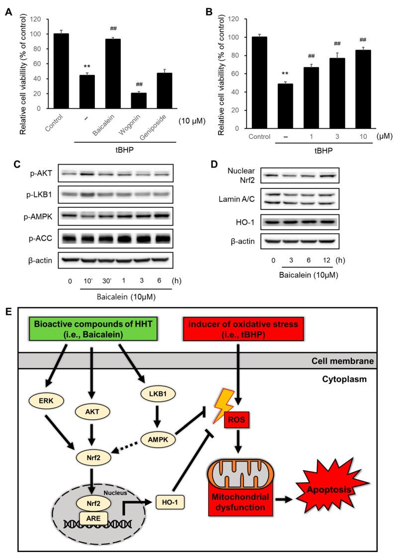 https://cdn.ncbi.nlm.nih.gov/pmc/blobs/ec0b/10889506/698be78c5639/ijms-25-02313-g006.jpg