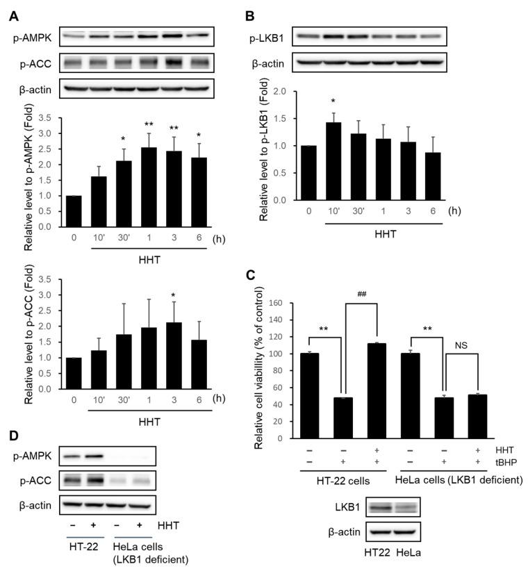 https://cdn.ncbi.nlm.nih.gov/pmc/blobs/ec0b/10889506/72b8b75a03cf/ijms-25-02313-g005.jpg