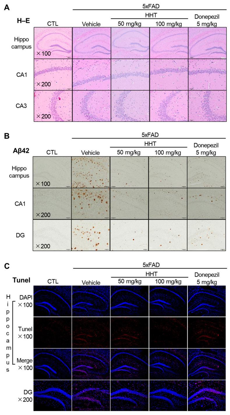 https://cdn.ncbi.nlm.nih.gov/pmc/blobs/ec0b/10889506/9a9b6cb85d9f/ijms-25-02313-g002.jpg