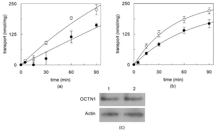 https://cdn.ncbi.nlm.nih.gov/pmc/blobs/ec0b/7037232/3d6b9f9e27c0/ijms-21-01091-g001.jpg