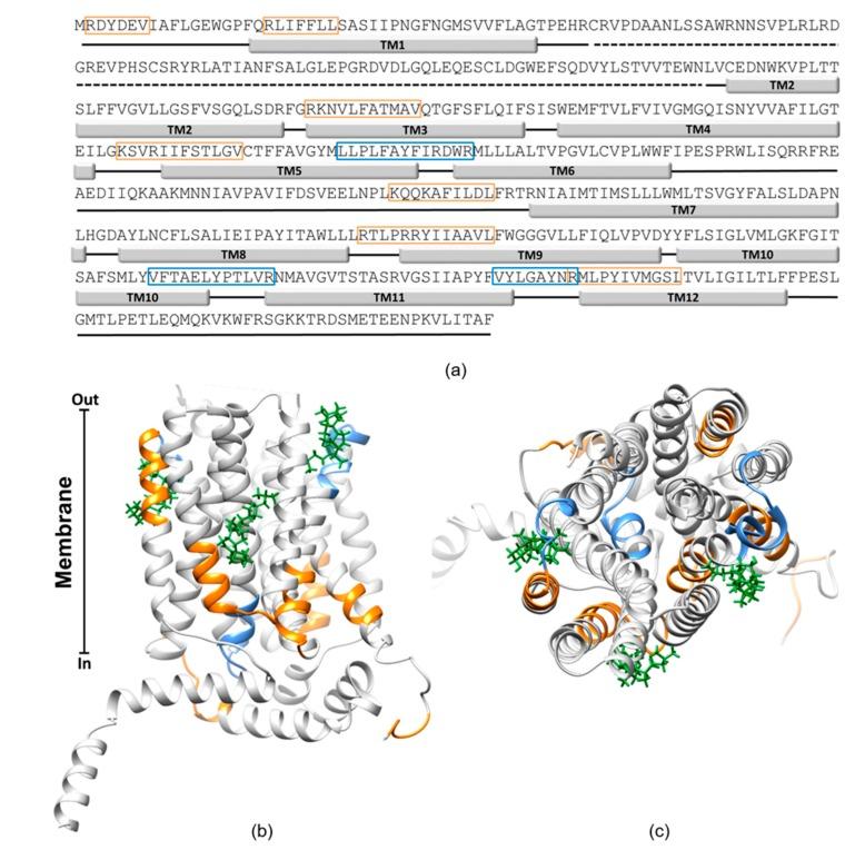 https://cdn.ncbi.nlm.nih.gov/pmc/blobs/ec0b/7037232/41df8915998e/ijms-21-01091-g009.jpg