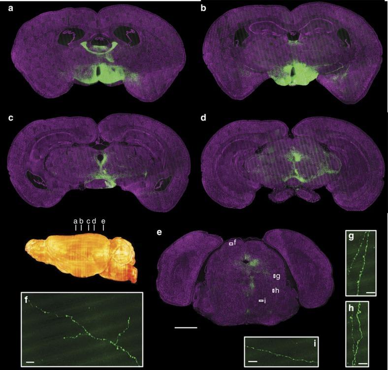 https://cdn.ncbi.nlm.nih.gov/pmc/blobs/ec10/4932192/7a9cab5d9c43/ncomms12142-f7.jpg