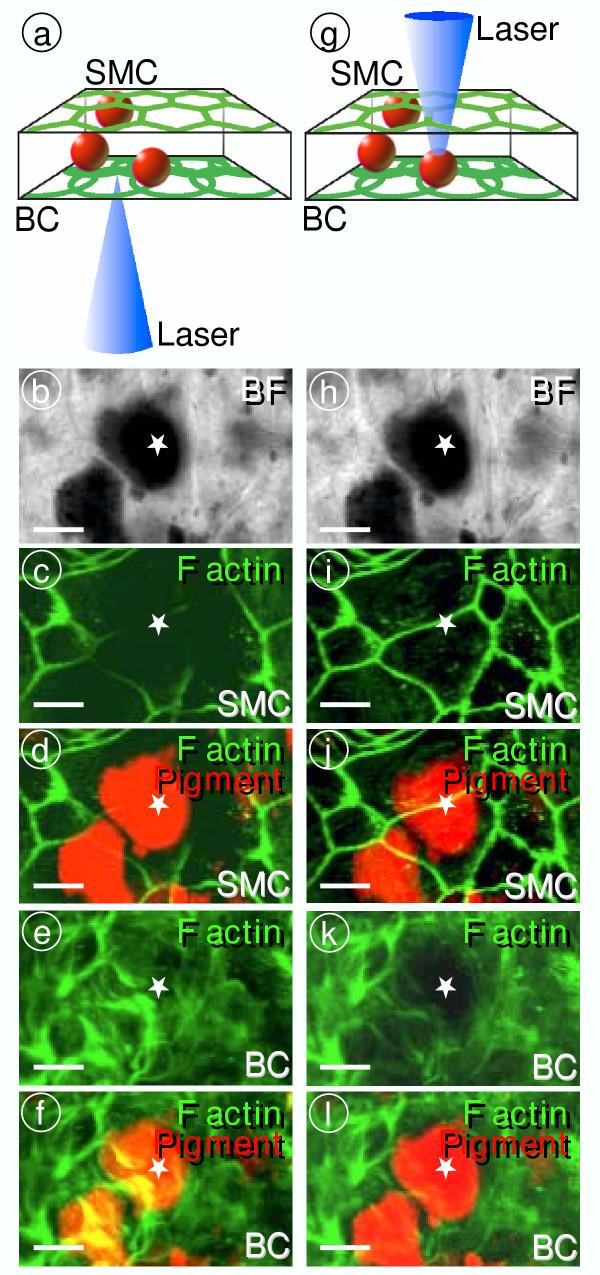 https://cdn.ncbi.nlm.nih.gov/pmc/blobs/ec12/516044/192569b06d59/1741-7015-2-30-6.jpg