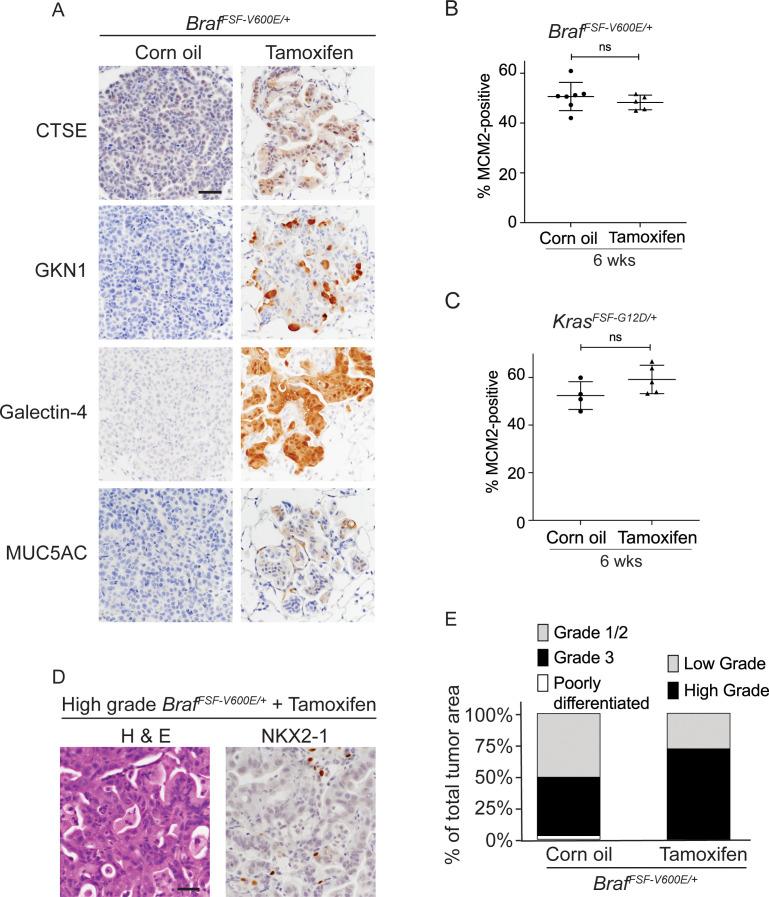 https://cdn.ncbi.nlm.nih.gov/pmc/blobs/ec12/8102067/c6d43f12b5e8/elife-66788-fig2-figsupp1.jpg
