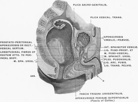 https://cdn.ncbi.nlm.nih.gov/pmc/blobs/ec13/1289176/142c5d83a67f/janatphys00034-0071-a.jpg