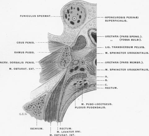 https://cdn.ncbi.nlm.nih.gov/pmc/blobs/ec13/1289176/316ca7eadb7c/janatphys00034-0069-a.jpg