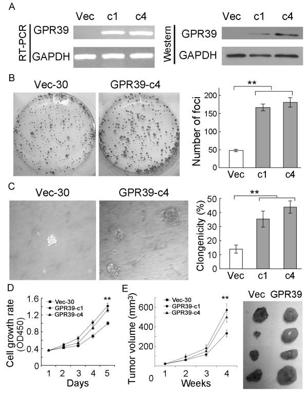 https://cdn.ncbi.nlm.nih.gov/pmc/blobs/ec13/3053269/8bcc2a50444d/1471-2407-11-86-2.jpg